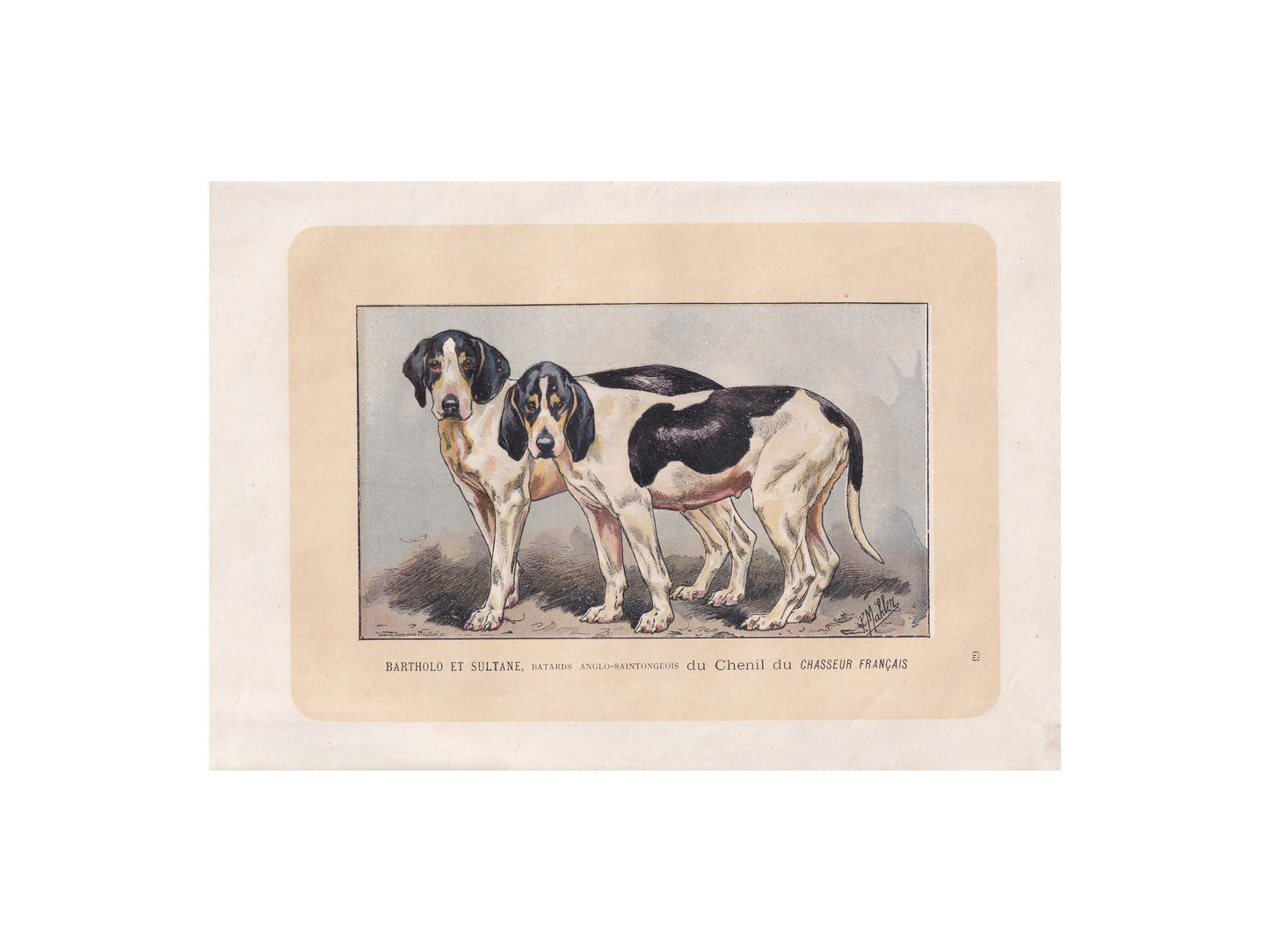 1896 SAINTONGEOIS DOG Print - Original Antique Hunting Dog Print - Dog Wall Art Gift - Animal Art - Dog Lover - 10 x 7 Inches