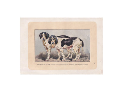 1896 SAINTONGEOIS DOG Print - Original Antique Hunting Dog Print - Dog Wall Art Gift - Animal Art - Dog Lover - 10 x 7 Inches