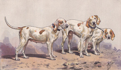 1896 PORCELAINE HOUND DOG Print - Original Antique Hunting Dog Print - Dog Wall Art Gift - Animal Art - Dog Lover - 10 x 7 Inches