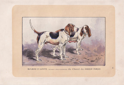 1896 ANGLO-NORMAN HOUND Dog Print - Original Antique Hunting Dog Print - Dog Wall Art Gift - Animal Art - Dog Lover - 10 x 7 Inches