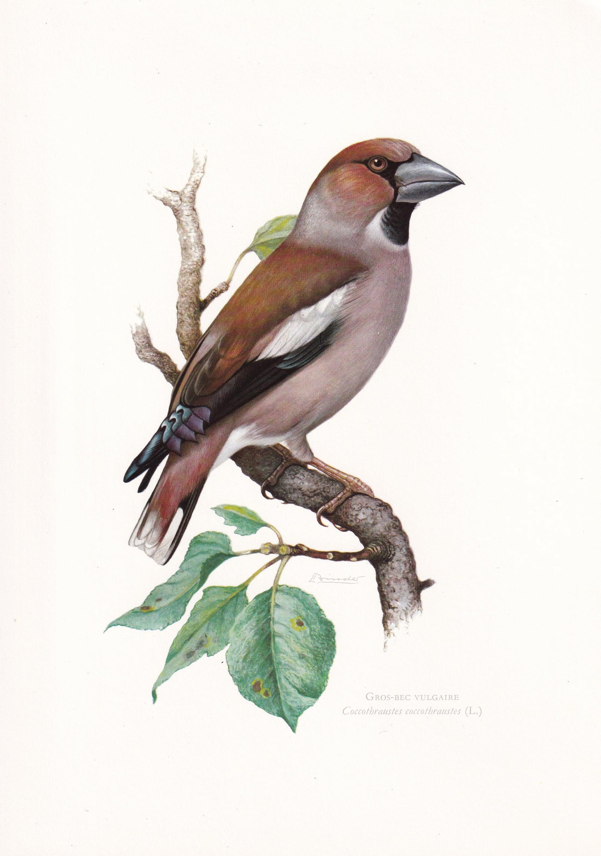 1960 HAWFINCH Bird Print - Vintage Bird Print - Bird Illustration - Bird Wall Art - Bird Decor - 7.5 x 10.6 Inches