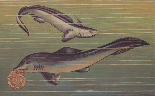 1902 HELICOPRION & XENACANTHUS Print - Shark-Like Fish - Paleoart - Prehistoric Animals Wall Art - Dinosaur - 10.5 x 7.5 Inch