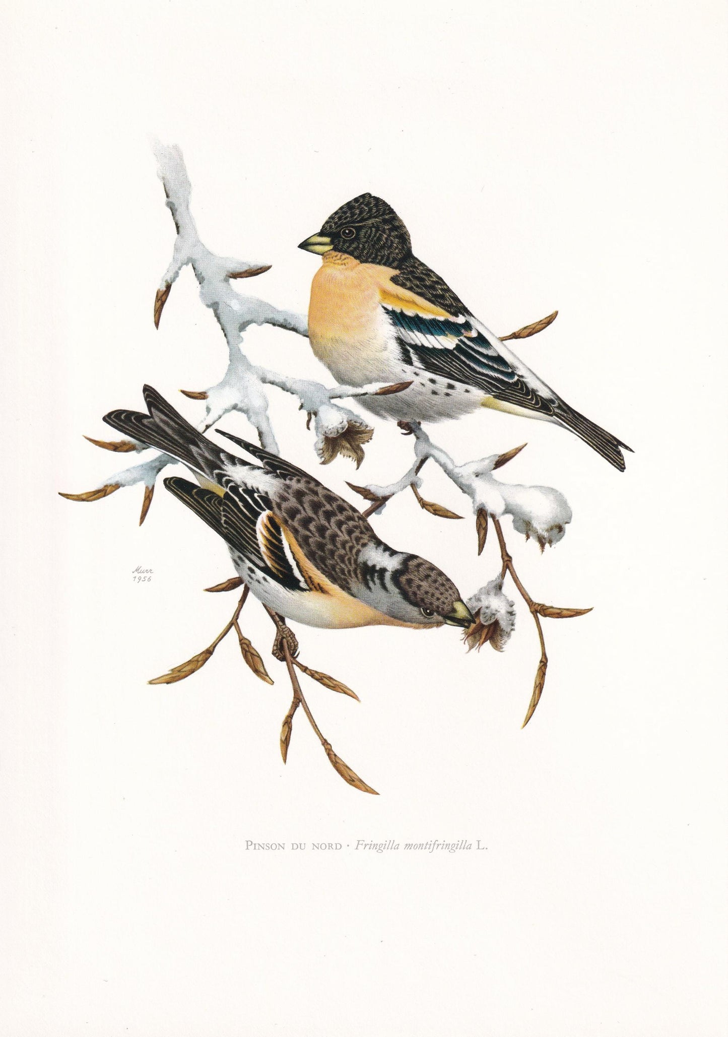 1960 BRAMBLING Bird Print - Vintage Bird Print - Bird Illustration - Bird Wall Art - Bird Decor - 7.5 x 10.6 Inches