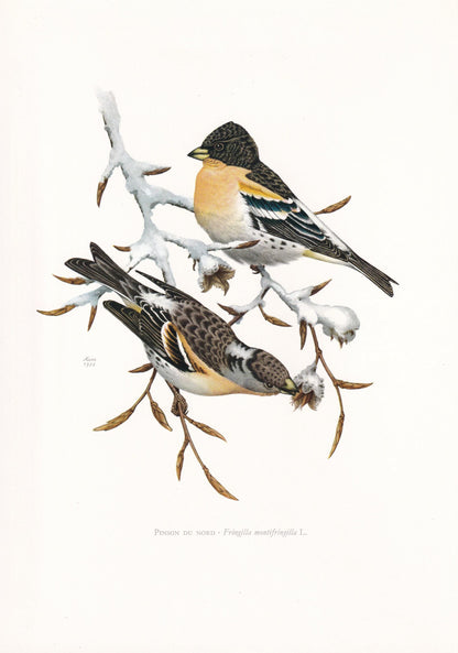 1960 BRAMBLING Bird Print - Vintage Bird Print - Bird Illustration - Bird Wall Art - Bird Decor - 7.5 x 10.6 Inches