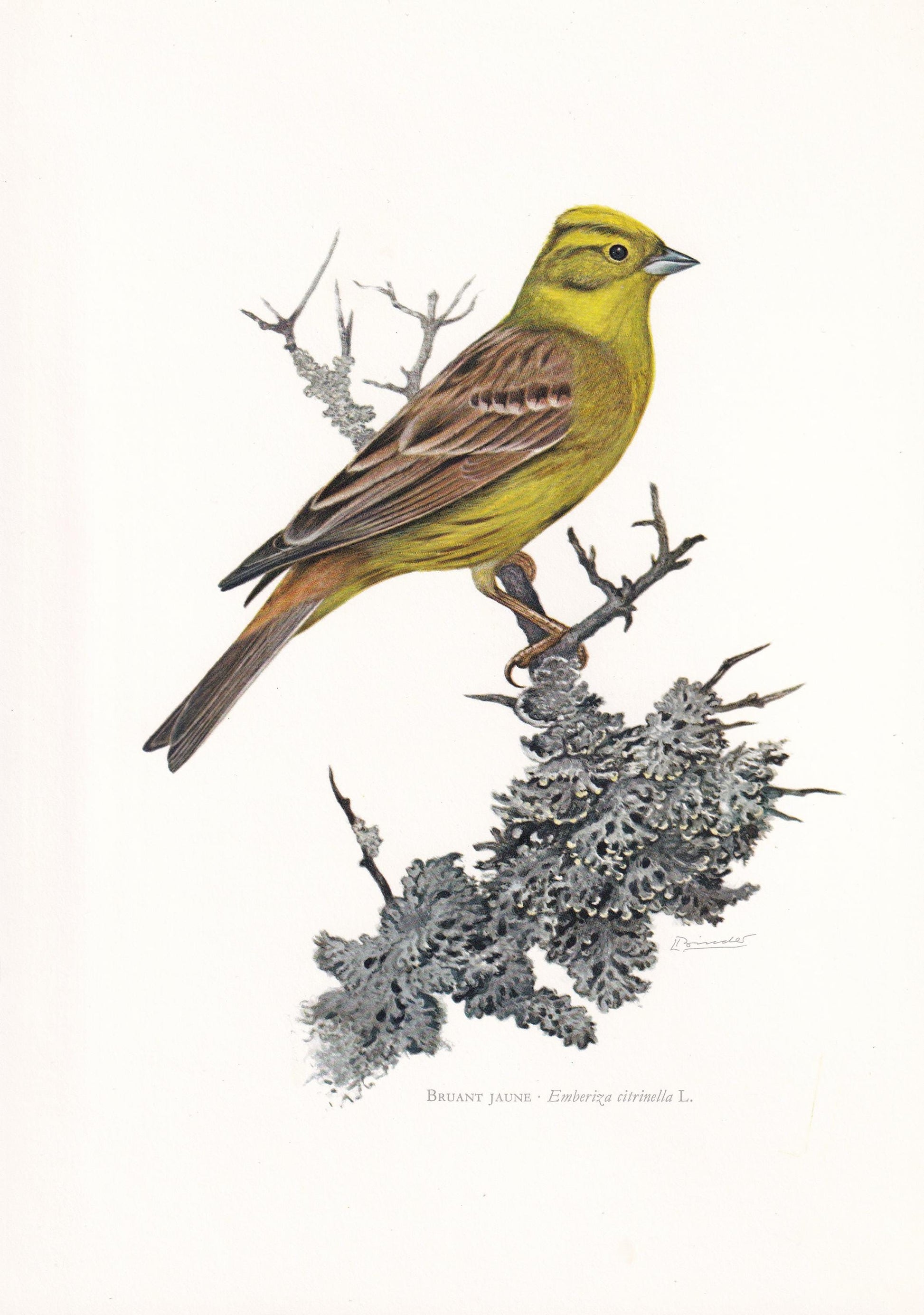 1960 YELLOWHAMMER Bird Print - Vintage Bird Print - Bird Illustration - Bird Wall Art - Bird Decor - 7.5 x 10.6 Inches