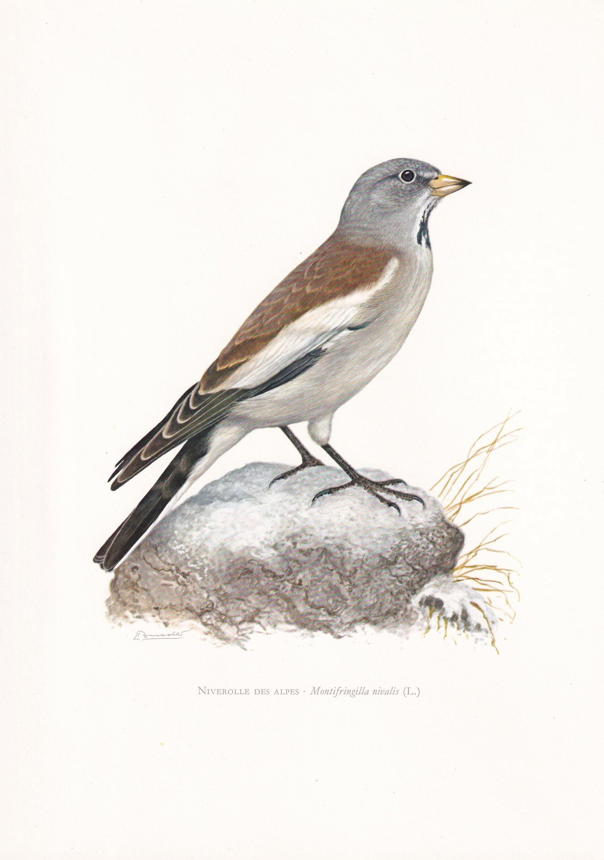 1960 WHITE-WINGED SNOWFINCH Bird Print - Vintage Bird Print - Bird Illustration - Bird Wall Art - Bird Decor - 7.5 x 10.6 Inches