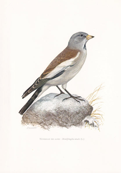 1960 WHITE-WINGED SNOWFINCH Bird Print - Vintage Bird Print - Bird Illustration - Bird Wall Art - Bird Decor - 7.5 x 10.6 Inches