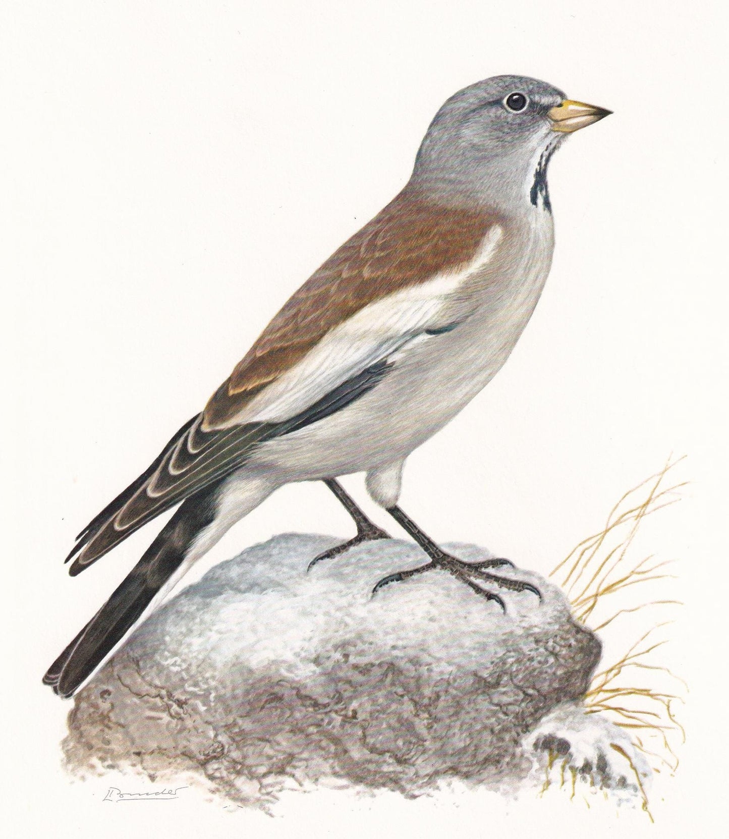 1960 WHITE-WINGED SNOWFINCH Bird Print - Vintage Bird Print - Bird Illustration - Bird Wall Art - Bird Decor - 7.5 x 10.6 Inches