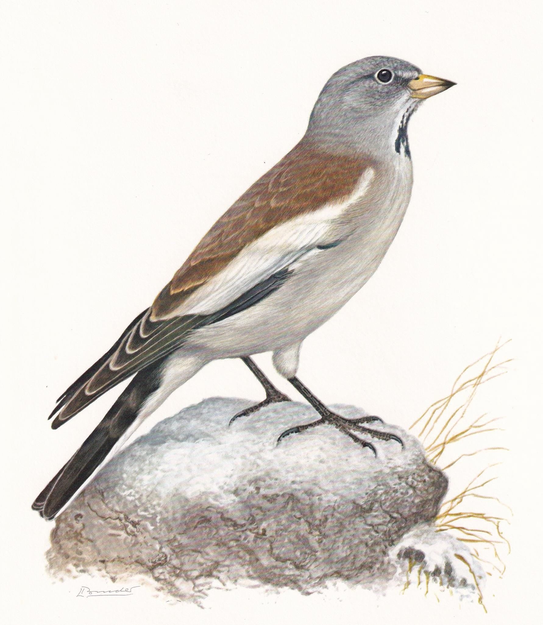 1960 WHITE-WINGED SNOWFINCH Bird Print - Vintage Bird Print - Bird Illustration - Bird Wall Art - Bird Decor - 7.5 x 10.6 Inches