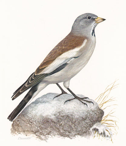 1960 WHITE-WINGED SNOWFINCH Bird Print - Vintage Bird Print - Bird Illustration - Bird Wall Art - Bird Decor - 7.5 x 10.6 Inches