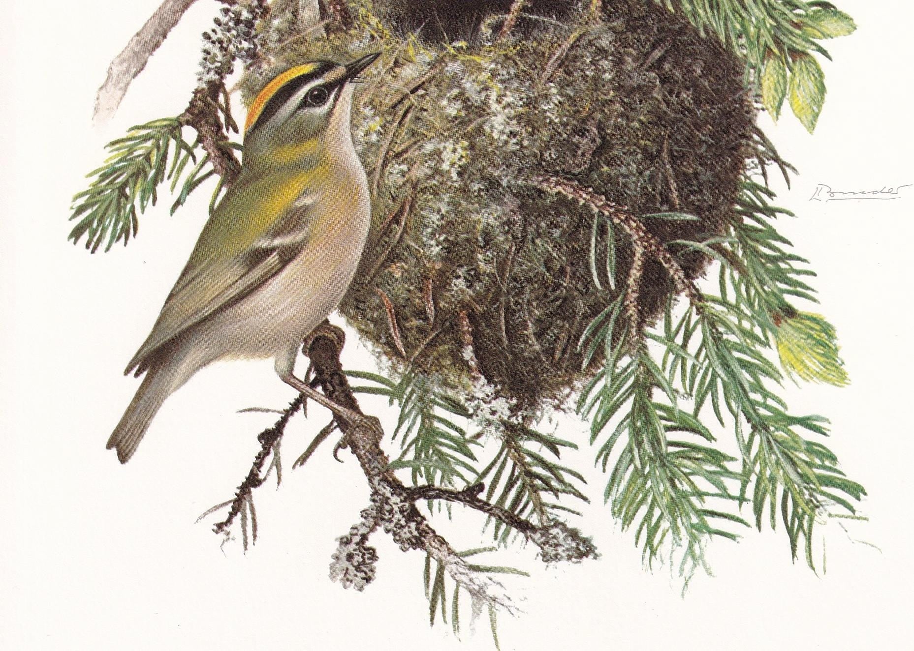1960 FIRECREST Bird Print - Vintage Bird Print - Bird Illustration - Bird Wall Art - Bird Decor - 7.5 x 10.6 Inches