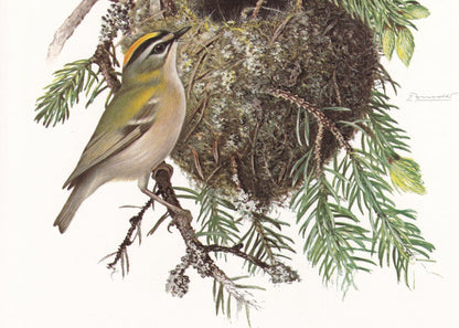 1960 FIRECREST Bird Print - Vintage Bird Print - Bird Illustration - Bird Wall Art - Bird Decor - 7.5 x 10.6 Inches