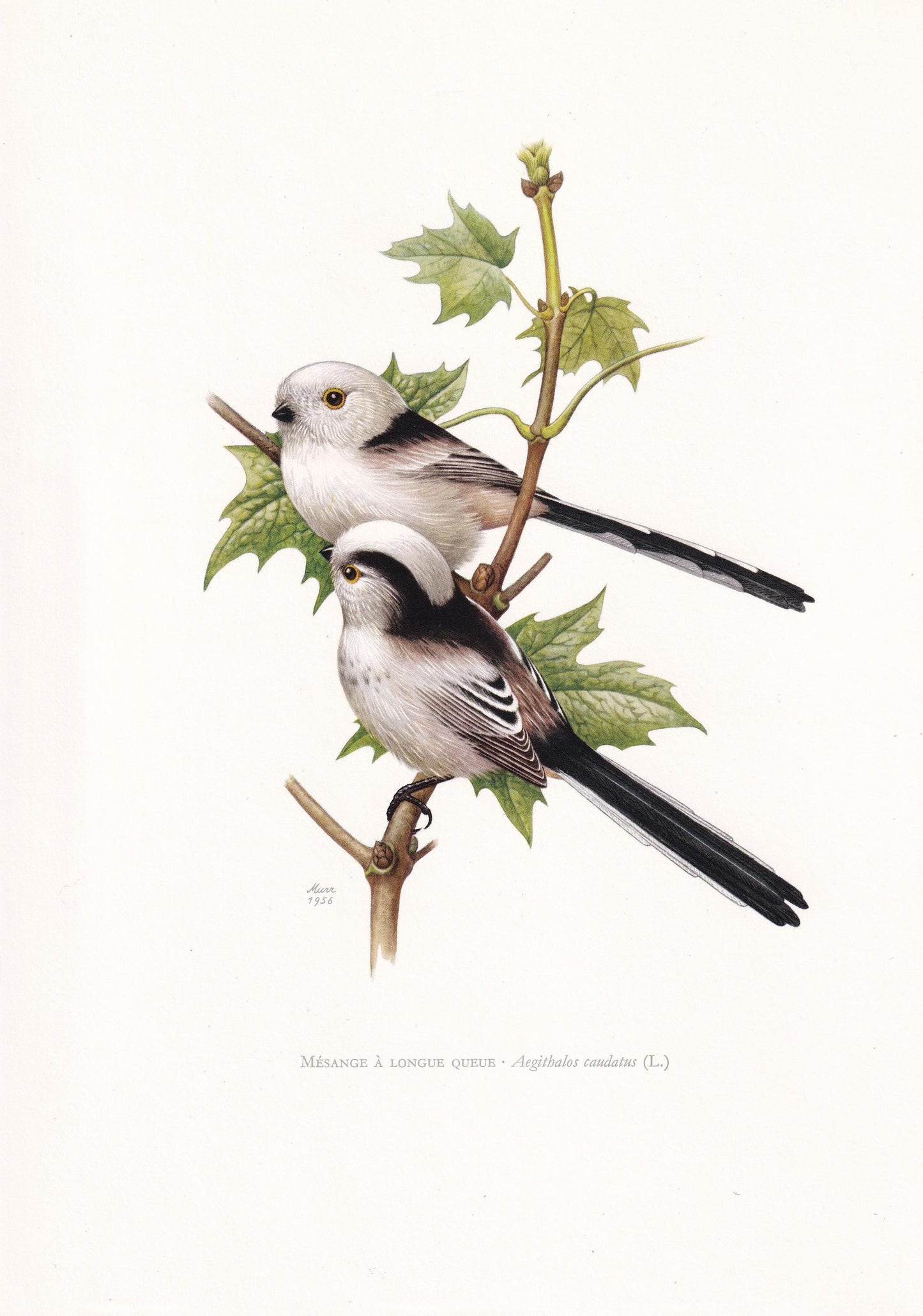 1960 LONG-TAILED TIT Bird Print - Vintage Bird Print - Bird Illustration - Bird Wall Art - Bird Decor - 7.5 x 10.6 Inches