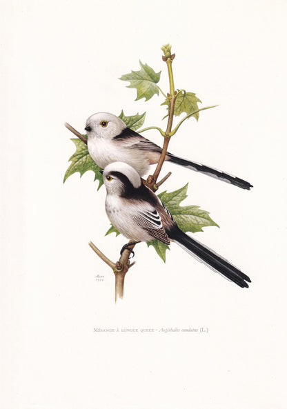 1960 LONG-TAILED TIT Bird Print - Vintage Bird Print - Bird Illustration - Bird Wall Art - Bird Decor - 7.5 x 10.6 Inches