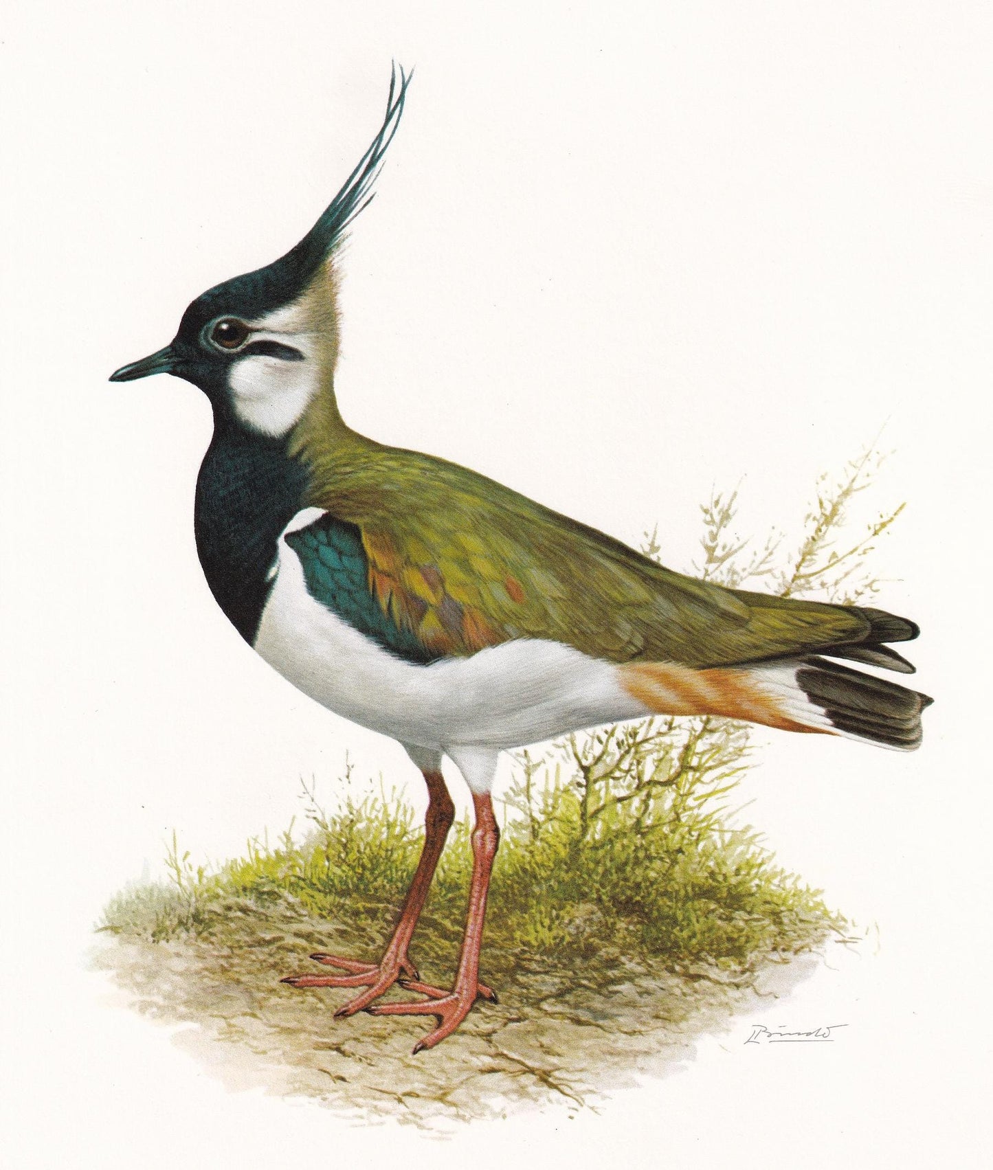 1960 NORTHERN LAPWING Bird Print - Vintage Bird Print - Peewit - Bird Illustration - Bird Wall Art - Bird Decor - 7.5 x 10.6 