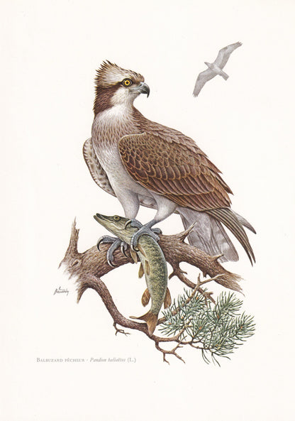 1960 OSPREY HAWK Bird Print - Vintage Bird Print - Bird Illustration - Bird Wall Art - Bird Decor - 7.5 x 10.6 Inches