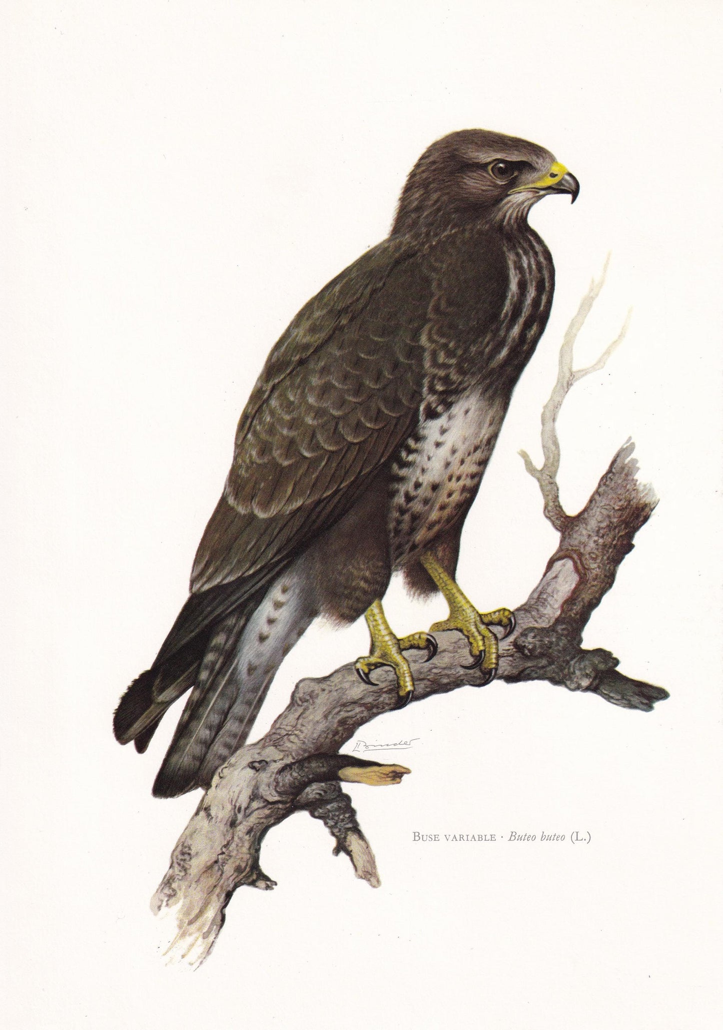 1960 BUZZARD Bird Print - Vintage Bird Print - Bird of Prey - Bird Illustration - Bird Wall Art - Bird Decor - 7.5 x 10.6 Inc
