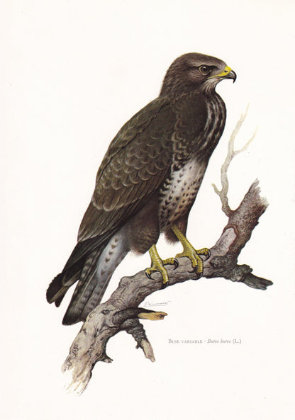 1960 BUZZARD Bird Print - Vintage Bird Print - Bird of Prey - Bird Illustration - Bird Wall Art - Bird Decor - 7.5 x 10.6 Inc