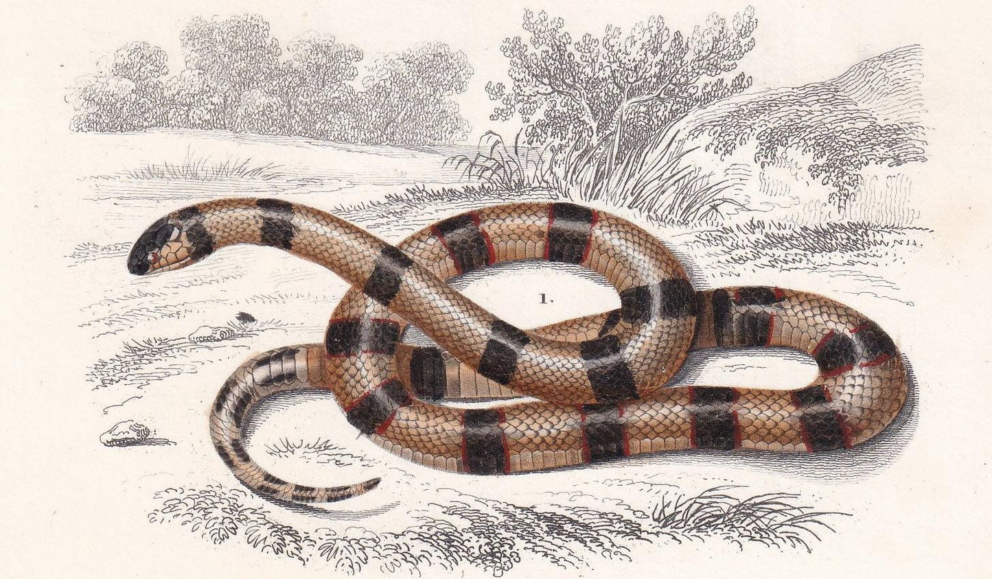 1861 CORAL SNAKE & Egyptian COBRA - Hand-Coloured Antique Print - Orbigny - Snake Wall Art - Gift Decor - 5.75 x 9.75 Inches