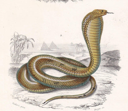 1861 CORAL SNAKE & Egyptian COBRA - Hand-Coloured Antique Print - Orbigny - Snake Wall Art - Gift Decor - 5.75 x 9.75 Inches