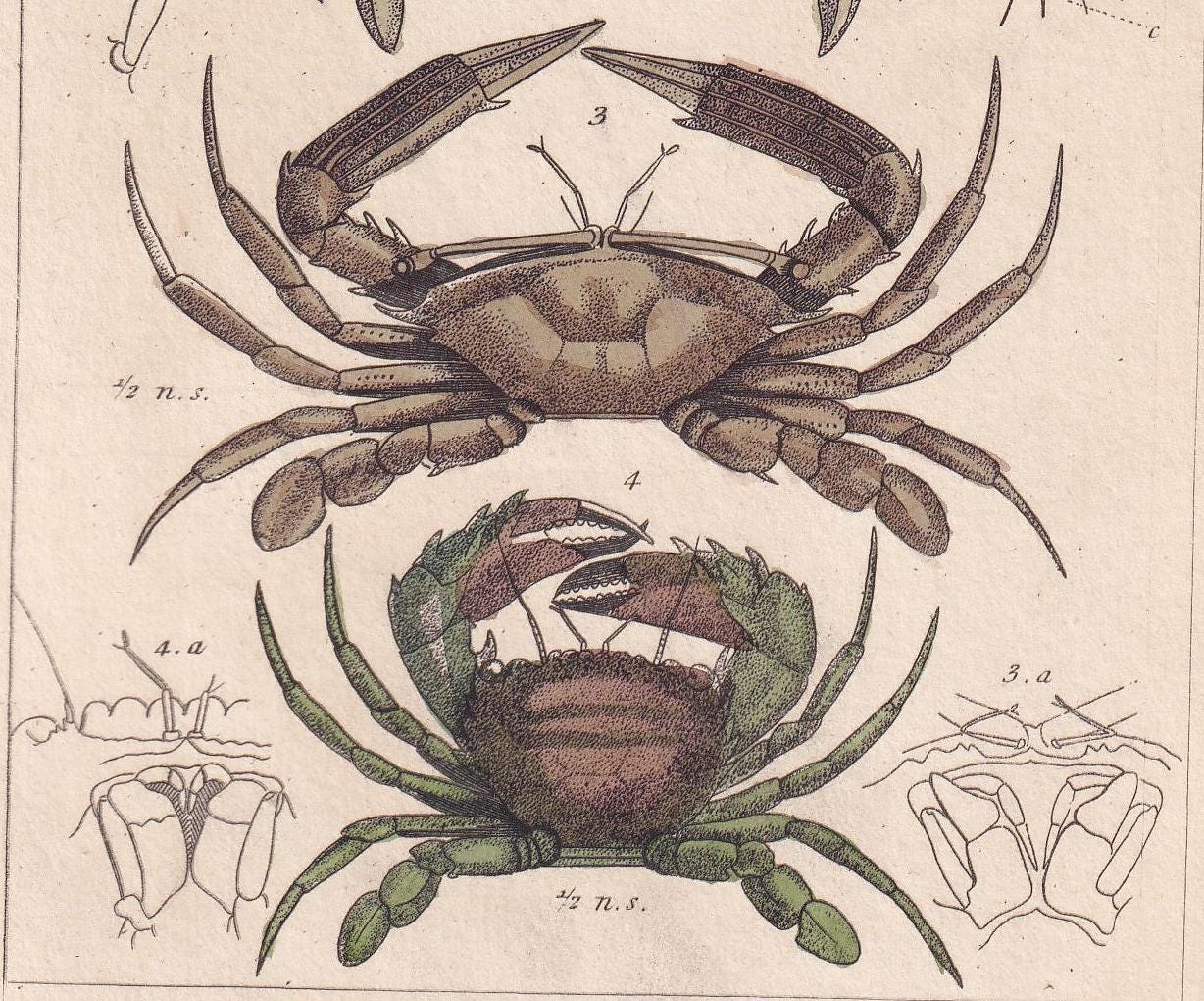 1834 CRABS Print - Hand-Coloured Antique Print - Cuvier - Animal Wall Art - Sea Life Gift Decor - Ocean Crab Lithograph - 5.3