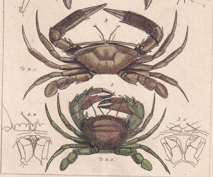 1834 CRABS Print - Hand-Coloured Antique Print - Cuvier - Animal Wall Art - Sea Life Gift Decor - Ocean Crab Lithograph - 5.3