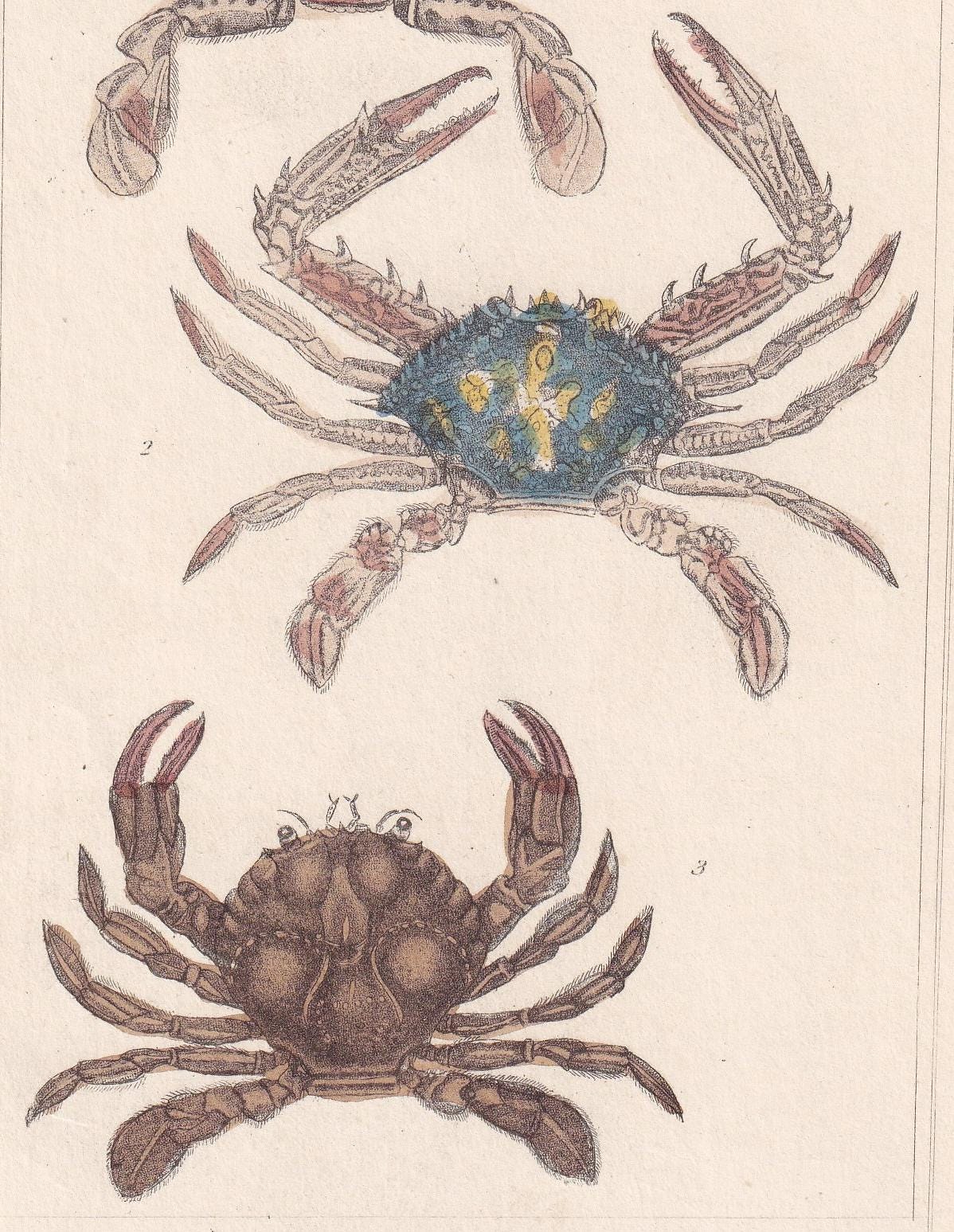 1834 CRABS Print - Hand-Coloured Antique Print - Cuvier - Animal Wall Art - Sea Life Gift Decor - Ocean Crab Lithograph - 5.3