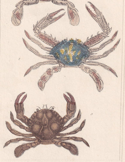 1834 CRABS Print - Hand-Coloured Antique Print - Cuvier - Animal Wall Art - Sea Life Gift Decor - Ocean Crab Lithograph - 5.3