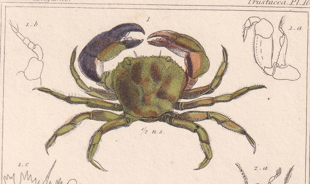 1834 CRABS Print - Hand-Coloured Antique Print - Cuvier - Animal Wall Art - Sea Life Gift Decor - Ocean Crab Lithograph - 5.3