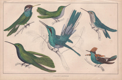 1850 HUMMINGBIRD Print - Original Hand-Coloured Engraving - Bird Wall Art - Antique Bird Print - Hummingbird Decor - 10 x 6.4 Inches