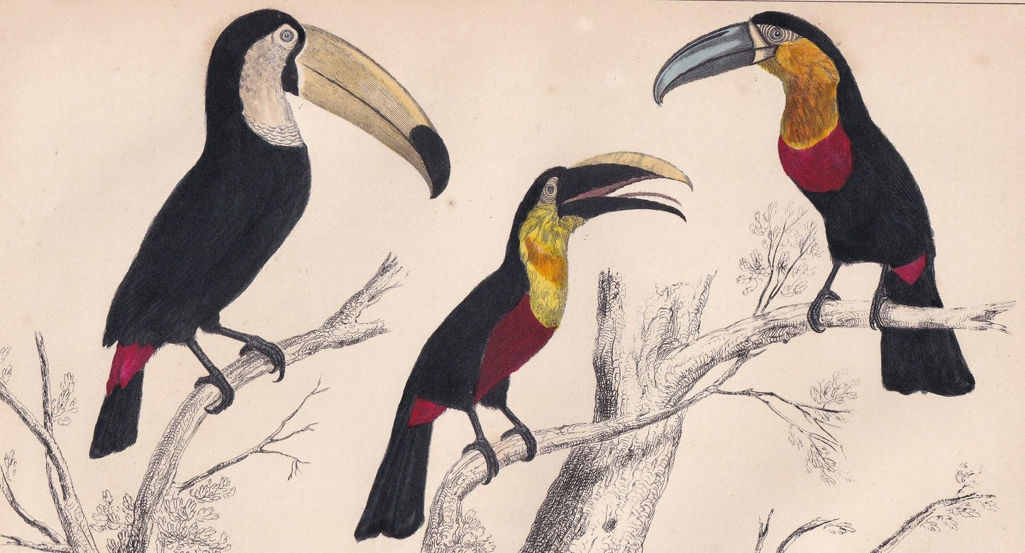 1850 TOUCAN Print - Original Hand-Coloured Engraving - Bird Wall Art - Antique Bird Print - Tropical Bird Decor - 10 x 6.4 Inches