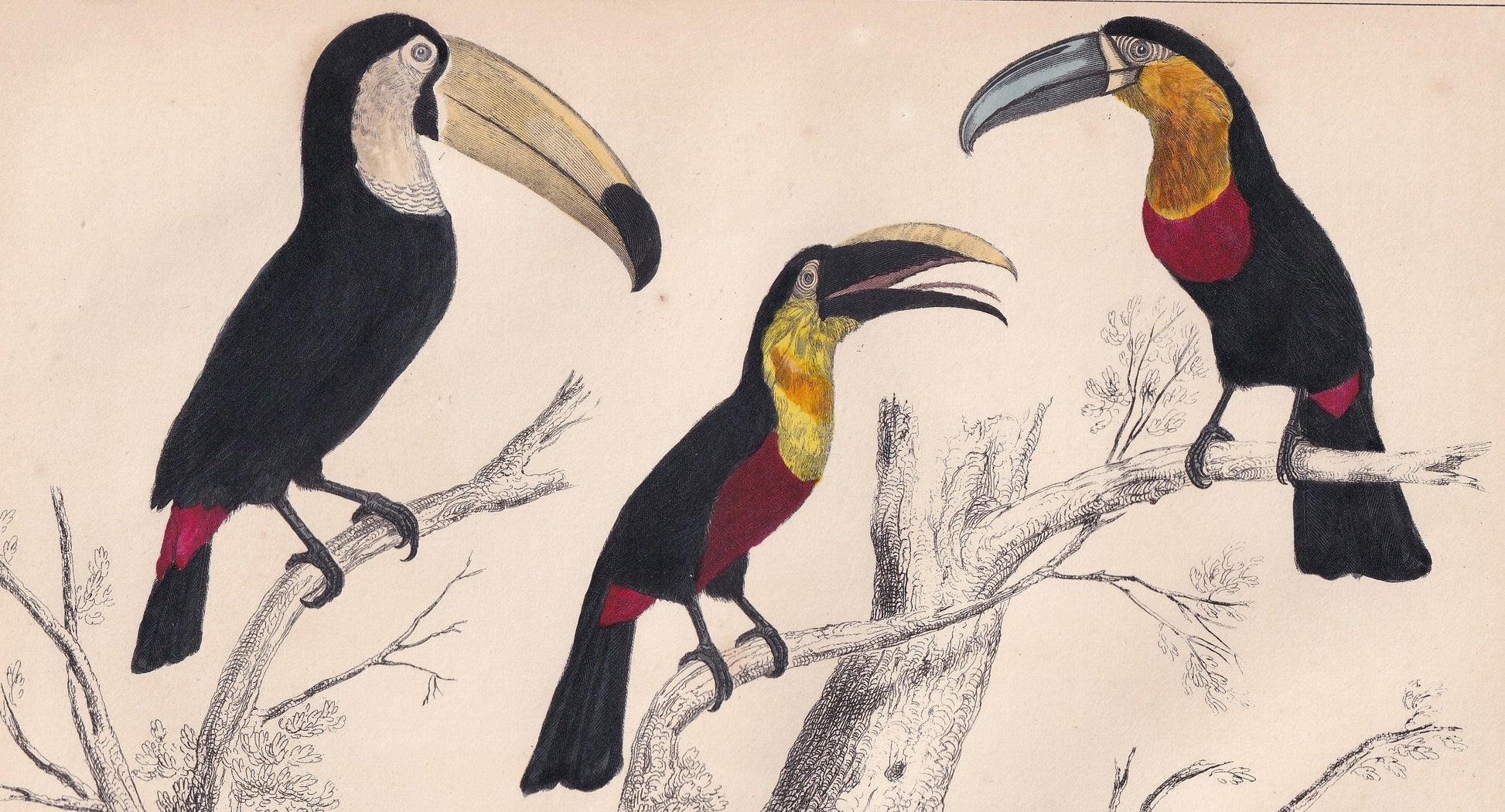 1850 TOUCAN Print - Original Hand-Coloured Engraving - Bird Wall Art - Antique Bird Print - Tropical Bird Decor - 10 x 6.4 Inches
