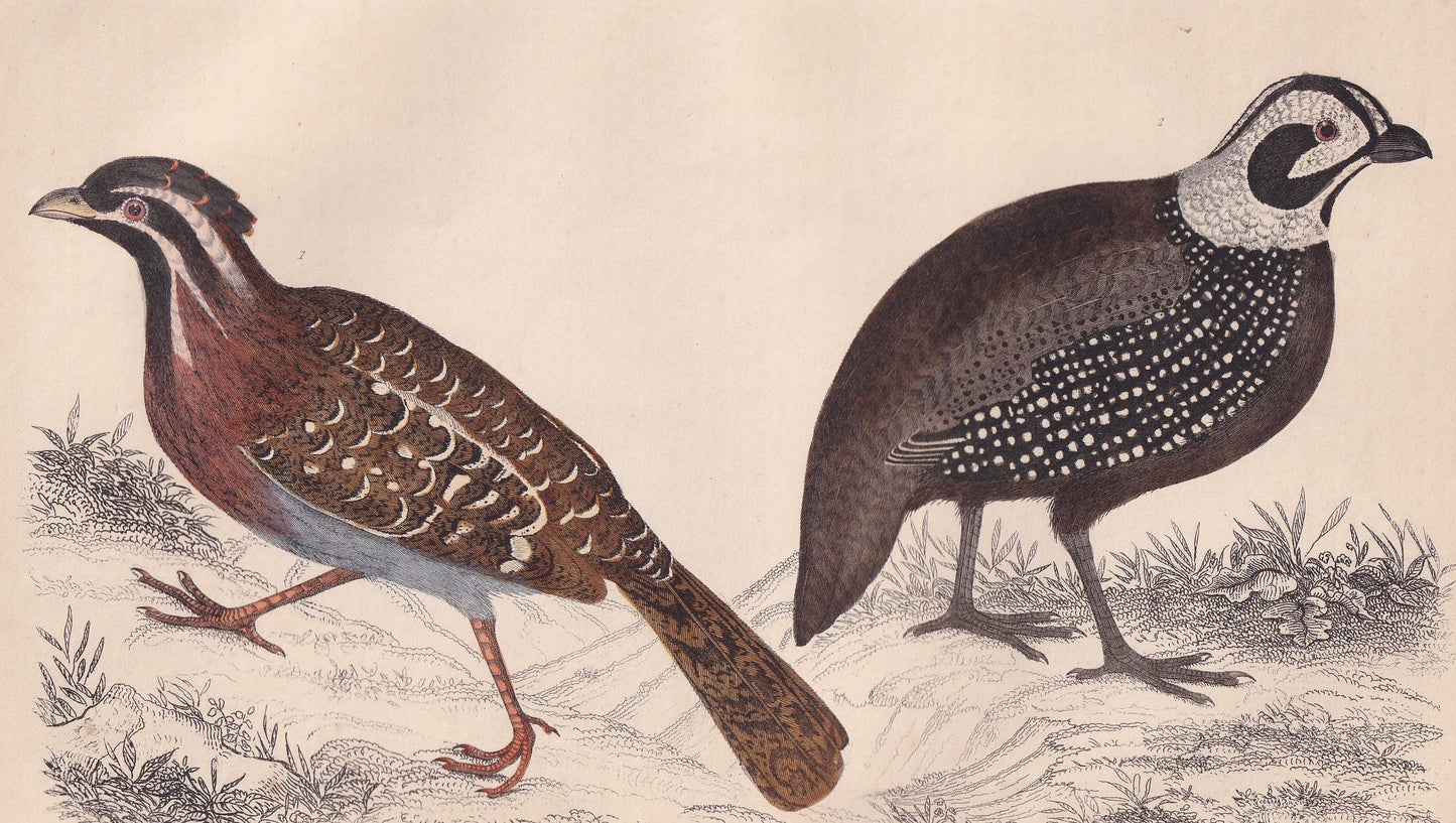 1850 QUAIL Print - Original Hand-Coloured Engraving - Bird Wall Art - Antique Bird Print - Game Bird Decor - 10 x 6.4 Inches