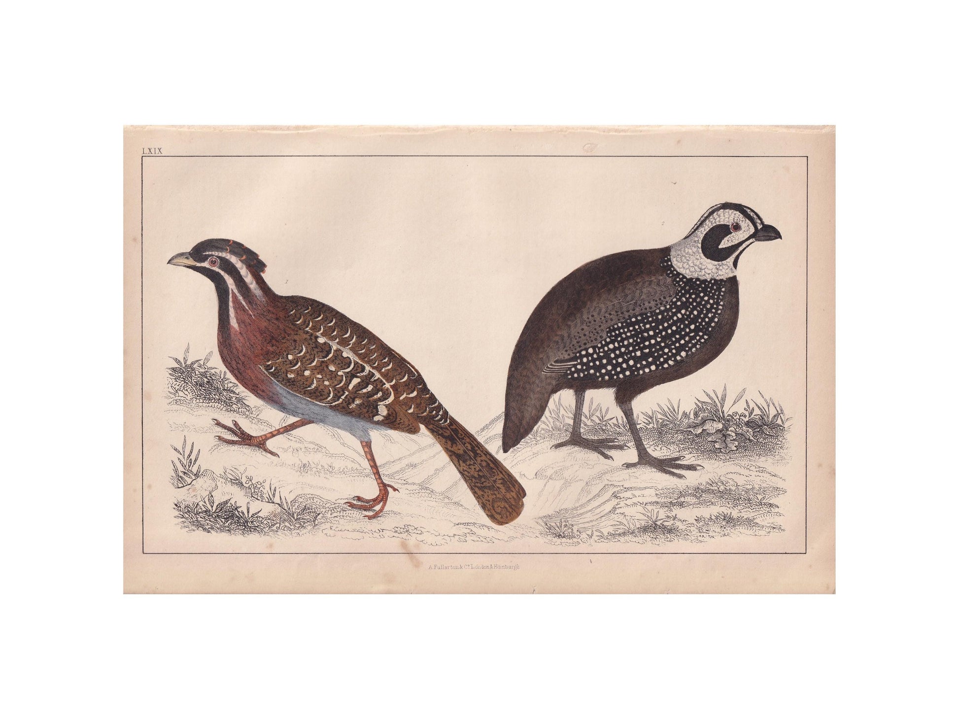 1850 QUAIL Print - Original Hand-Coloured Engraving - Bird Wall Art - Antique Bird Print - Game Bird Decor - 10 x 6.4 Inches