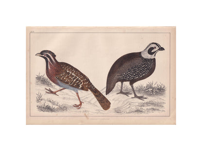 1850 QUAIL Print - Original Hand-Coloured Engraving - Bird Wall Art - Antique Bird Print - Game Bird Decor - 10 x 6.4 Inches