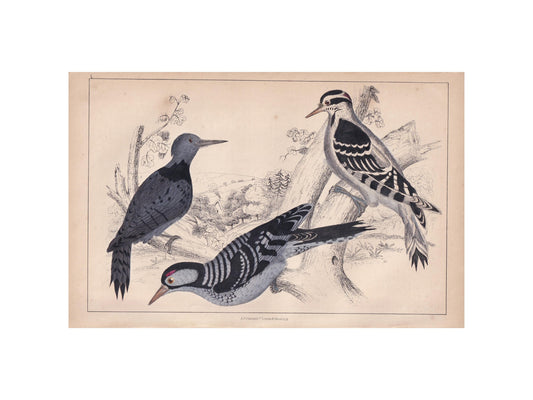 1850 WOODPECKER Print - Original Hand-Coloured Engraving - Bird Wall Art - Antique Bird Print - Woodpecker Decor - 10 x 6.4 Inches