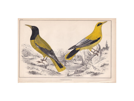 1850 BLACK-HEADED ORIOLE & Black-Cheeked Oriole Print - Original Hand-Coloured Engraving - Bird Wall Art - Antique - 10 x 6.4 Inches
