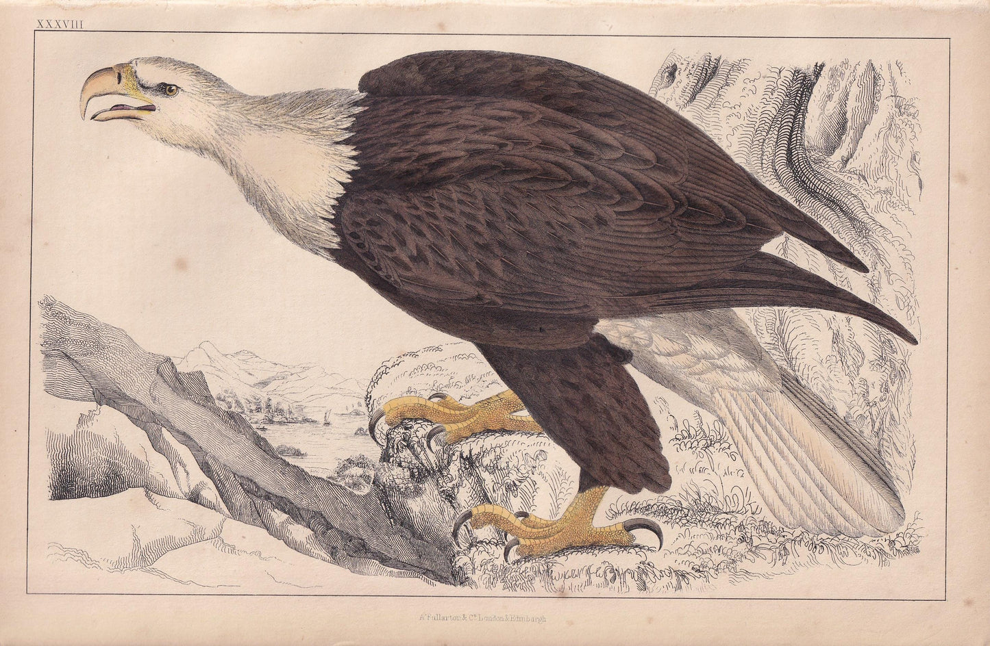1850 BALD EAGLE Print - Original Hand-Coloured Engraving - Bird Wall Art - Antique American Eagle Print - Woodpecker Decor - 10 x 6.4 Inches