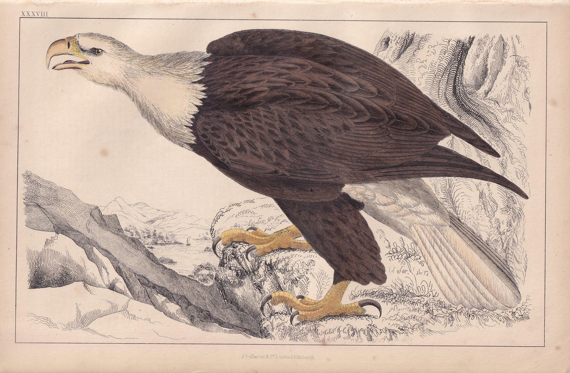 1850 BALD EAGLE Print - Original Hand-Coloured Engraving - Bird Wall Art - Antique American Eagle Print - Woodpecker Decor - 10 x 6.4 Inches