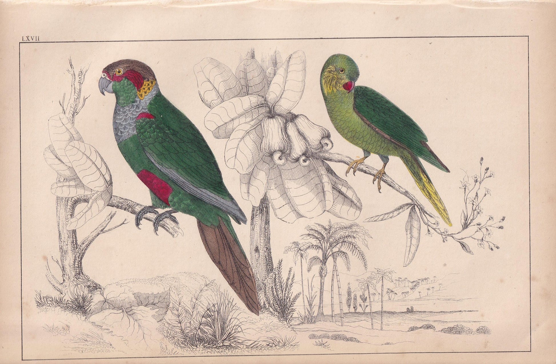 1850 PARAKEET PARROT Print - Original Hand-Coloured Engraving - Bird Wall Art - Antique Bird Print - Tropical Bird Decor - 10 x 6.4 Inches