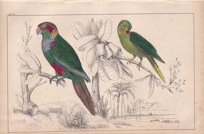 1850 PARAKEET PARROT Print - Original Hand-Coloured Engraving - Bird Wall Art - Antique Bird Print - Tropical Bird Decor - 10 x 6.4 Inches