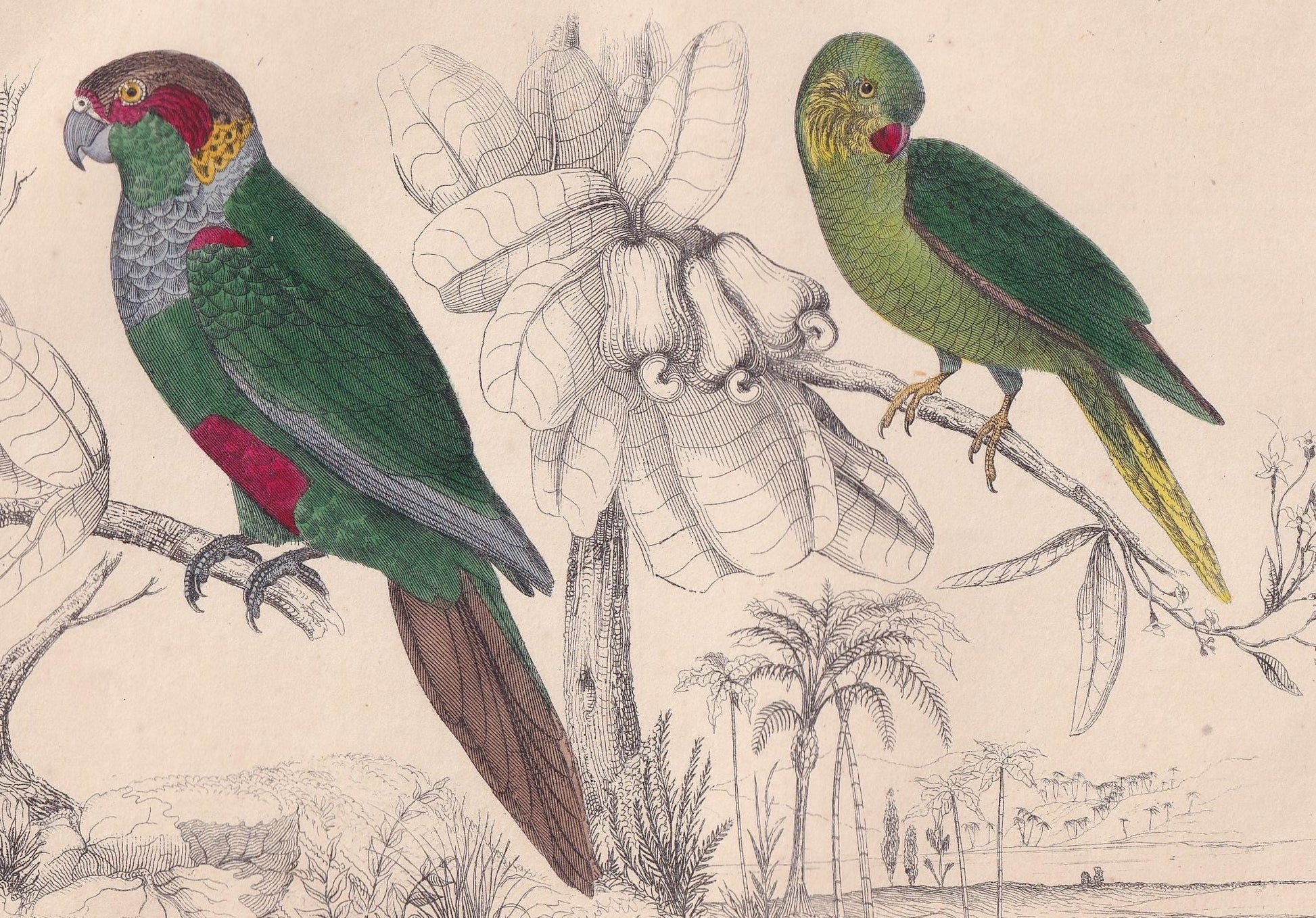 1850 PARAKEET PARROT Print - Original Hand-Coloured Engraving - Bird Wall Art - Antique Bird Print - Tropical Bird Decor - 10 x 6.4 Inches