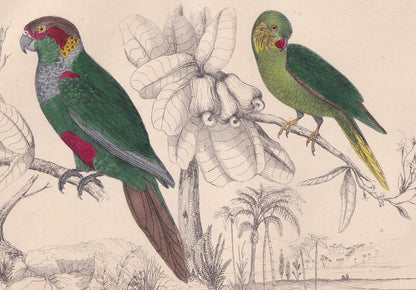 1850 PARAKEET PARROT Print - Original Hand-Coloured Engraving - Bird Wall Art - Antique Bird Print - Tropical Bird Decor - 10 x 6.4 Inches