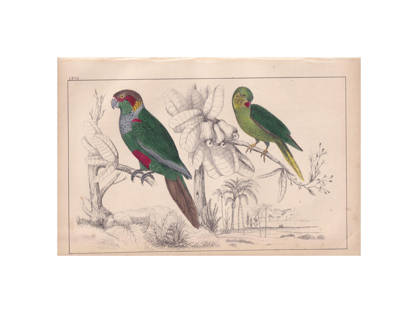 1850 PARAKEET PARROT Print - Original Hand-Coloured Engraving - Bird Wall Art - Antique Bird Print - Tropical Bird Decor - 10 x 6.4 Inches