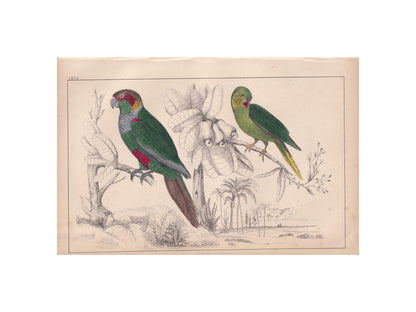 1850 PARAKEET PARROT Print - Original Hand-Coloured Engraving - Bird Wall Art - Antique Bird Print - Tropical Bird Decor - 10 x 6.4 Inches
