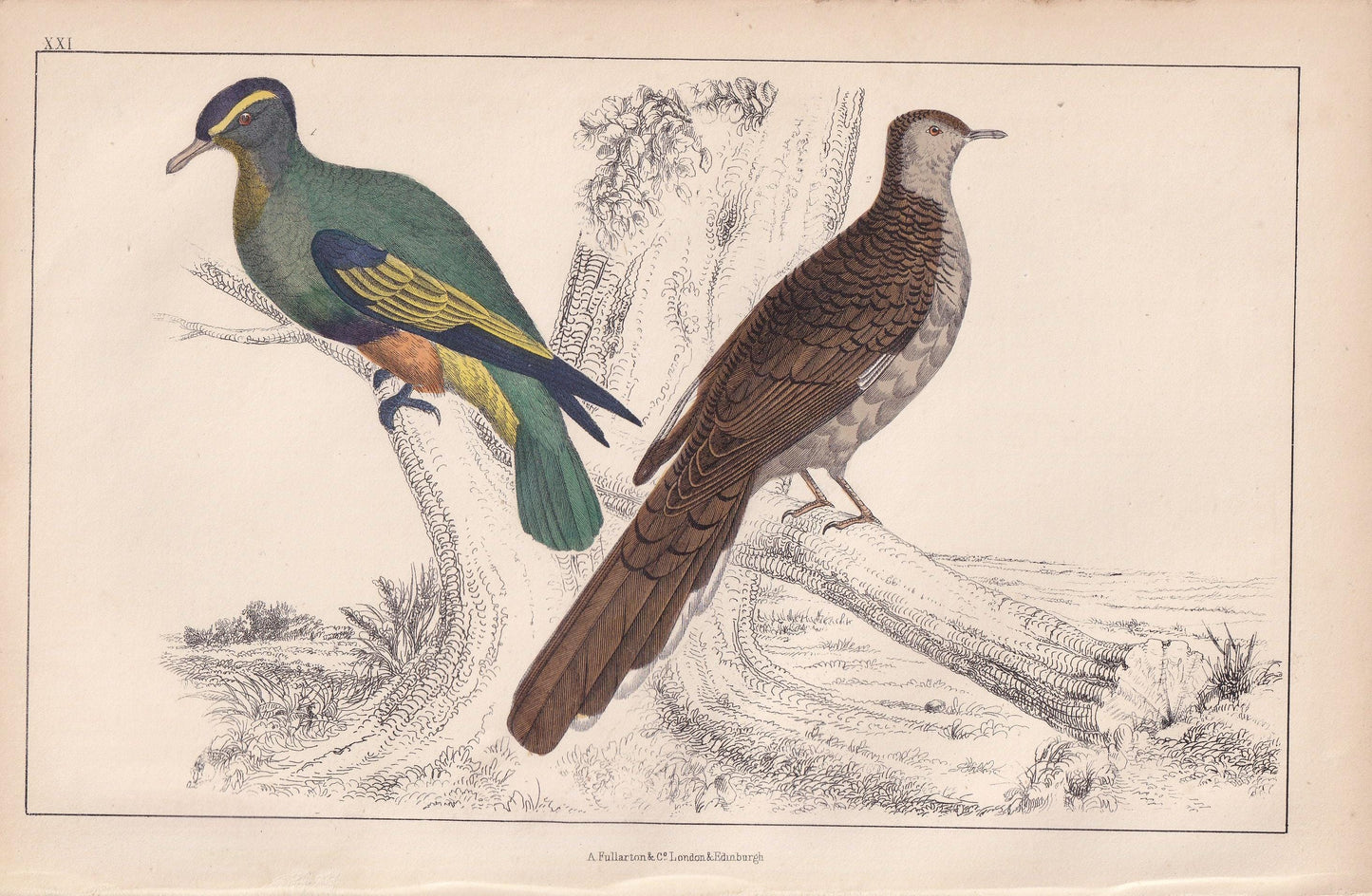 1850 EXOTIC PIGEONS Print - Original Hand-Coloured Engraving - Bird Wall Art - Antique Bird Print - Pigeon Decor - 10 x 6.4 Inches