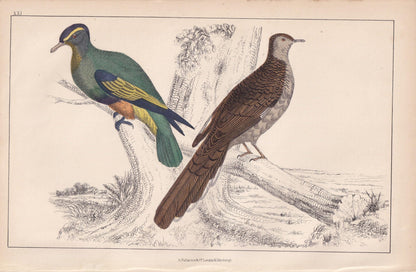 1850 EXOTIC PIGEONS Print - Original Hand-Coloured Engraving - Bird Wall Art - Antique Bird Print - Pigeon Decor - 10 x 6.4 Inches