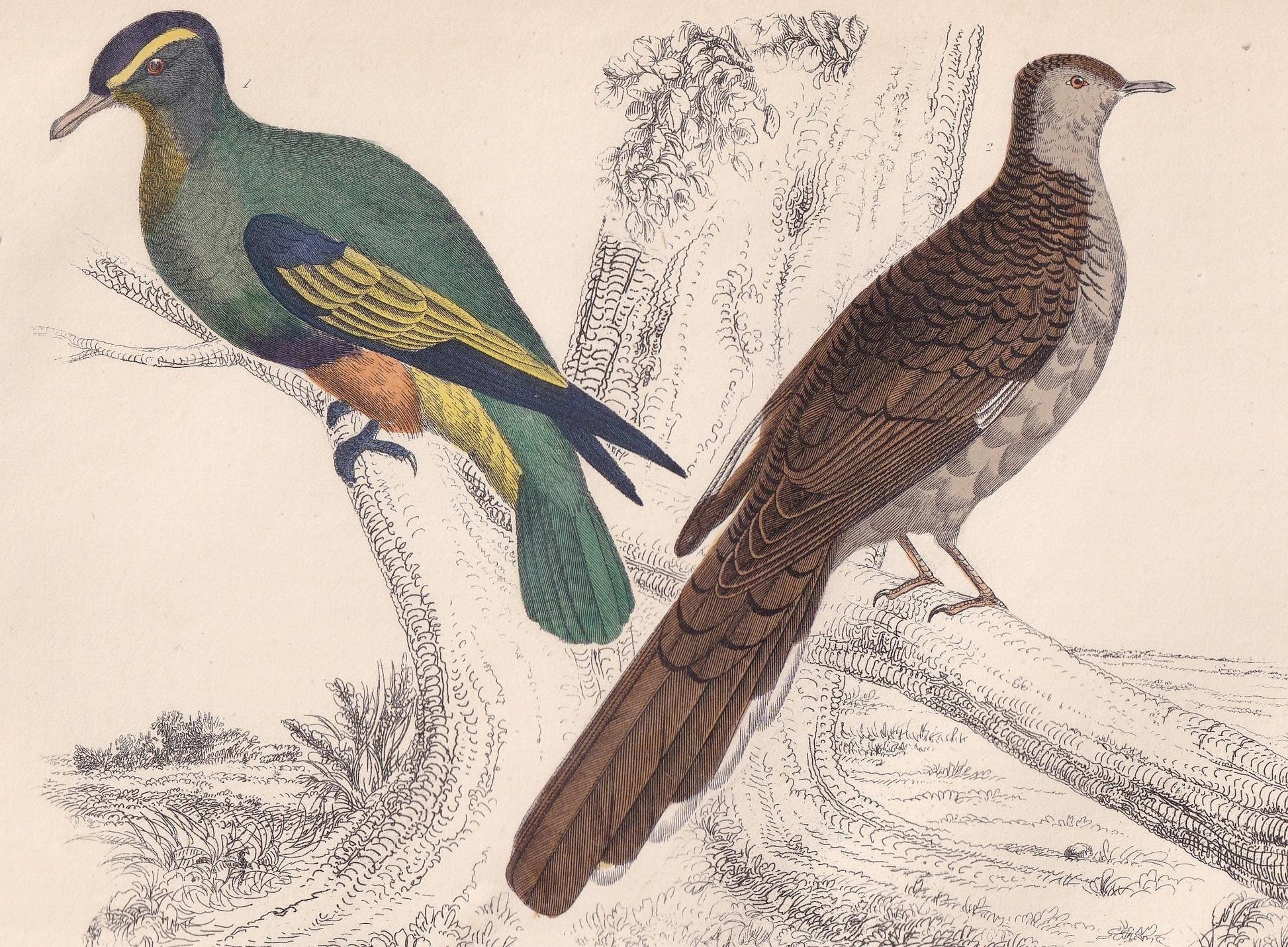 1850 EXOTIC PIGEONS Print - Original Hand-Coloured Engraving - Bird Wall Art - Antique Bird Print - Pigeon Decor - 10 x 6.4 Inches