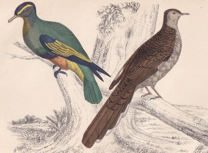 1850 EXOTIC PIGEONS Print - Original Hand-Coloured Engraving - Bird Wall Art - Antique Bird Print - Pigeon Decor - 10 x 6.4 Inches