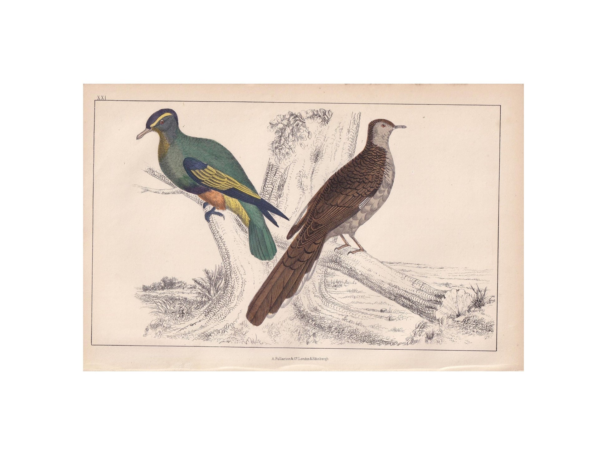 1850 EXOTIC PIGEONS Print - Original Hand-Coloured Engraving - Bird Wall Art - Antique Bird Print - Pigeon Decor - 10 x 6.4 Inches